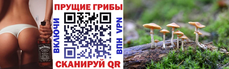 Псилоцибиновые грибы мицелий  Миньяр 